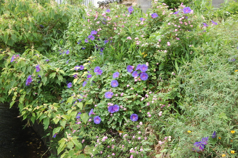 c0108460_18180921.jpg