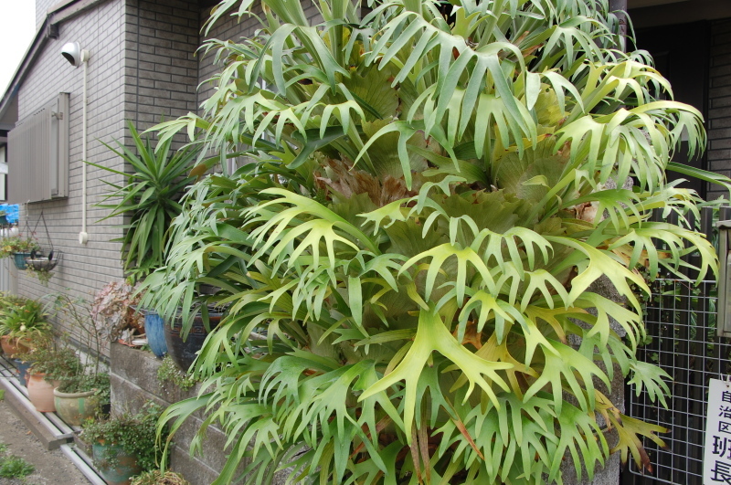 c0108460_18194072.jpg