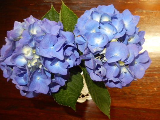 ’19,6,23(日)紫陽花と向日葵とルッコラ!_f0060461_10244376.jpg