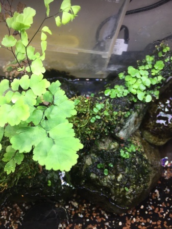 コトブキ 水草の種子 プランツシード を流木で活着育成 徒然草 ラジ馬鹿日誌 コトブキ 水草の種子 プランツシード を流木で活着育成 徒然草 ラジ馬鹿日誌