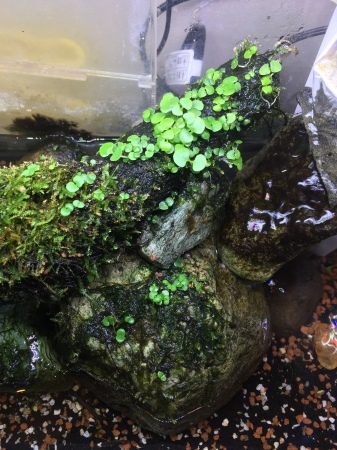 コトブキ 水草の種子 プランツシード を流木で活着育成 徒然草 ラジ馬鹿日誌 コトブキ 水草の種子 プランツシード を流木で活着育成 徒然草 ラジ馬鹿日誌