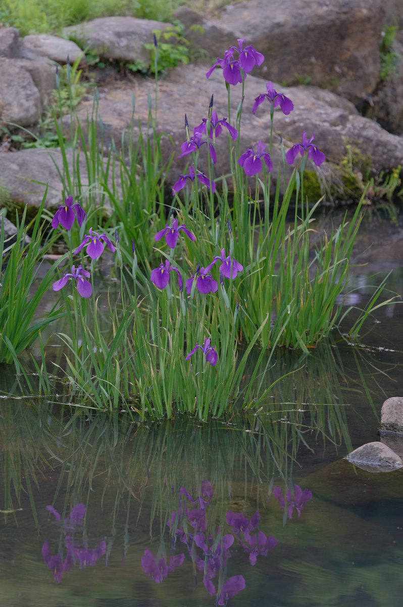  山田池公園_f0021869_23161035.jpg