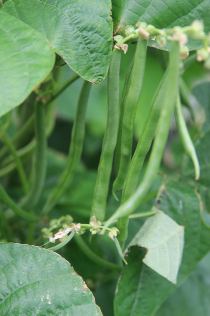 夏野菜が続々_f0097970_05390054.jpg