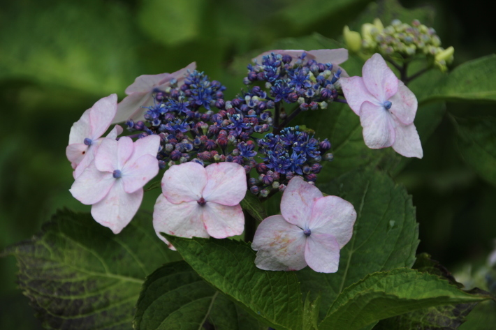 荻窪公園 あじさい再訪(1) (2019/6/21撮影)_b0369971_23035609.jpg