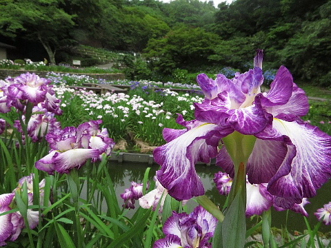 「お・も・て・な・し」を偲ぶ金沢の旅。_b0141773_23335723.jpg