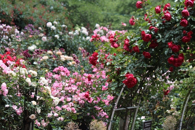 19 6 23岩手県花巻市 花巻温泉バラ園 Mountain Rose2