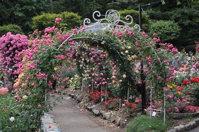 19 6 23岩手県花巻市 花巻温泉バラ園 Mountain Rose2