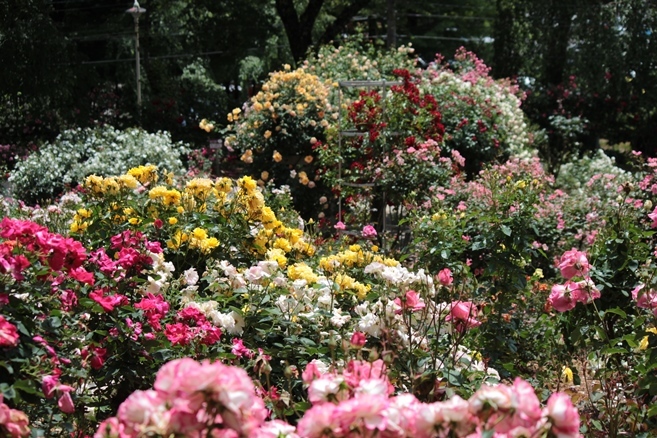 19 6 23岩手県花巻市 花巻温泉バラ園 Mountain Rose2