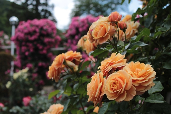 19 6 23岩手県花巻市 花巻温泉バラ園 Mountain Rose2