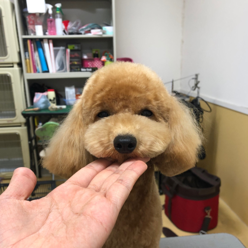 トリミングブログ🌟_f0357682_17325808.jpg