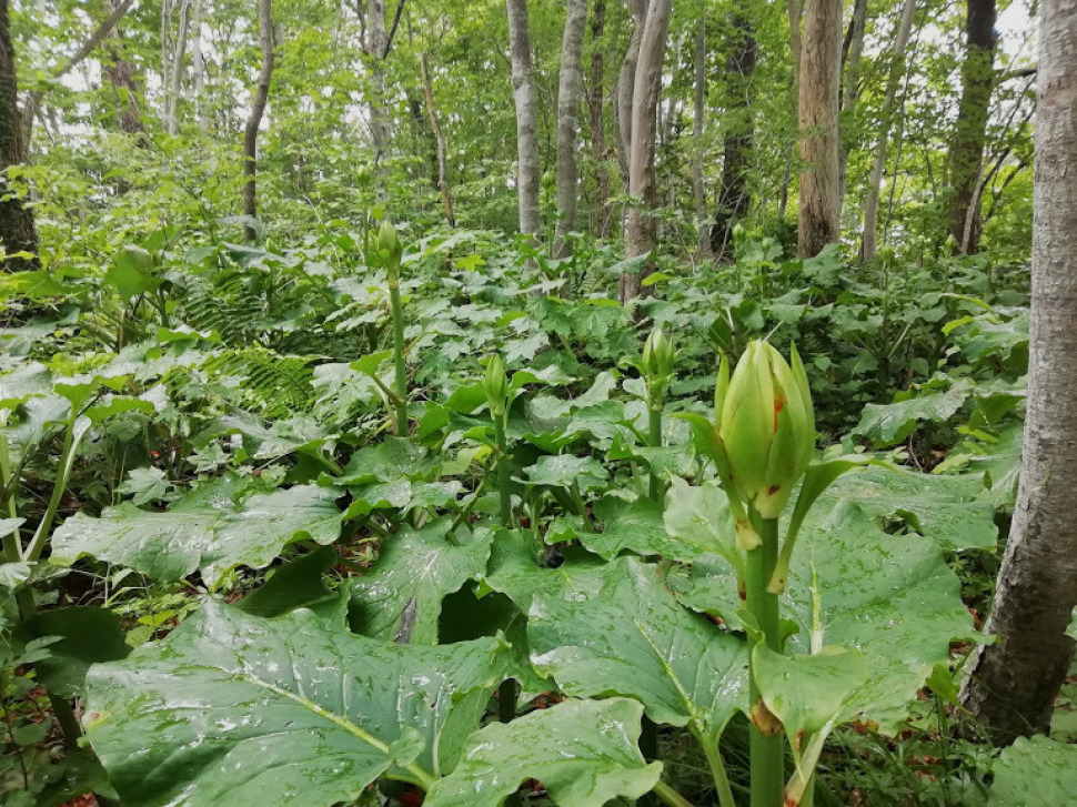 c0212083_20321426.jpg
