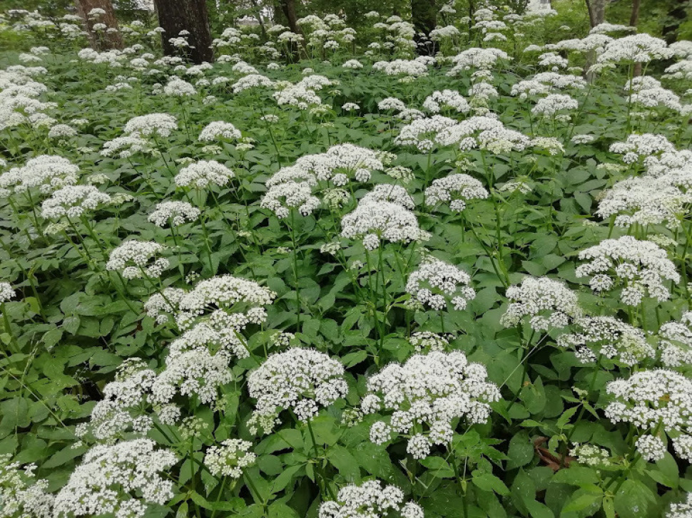 c0212083_20323843.jpg