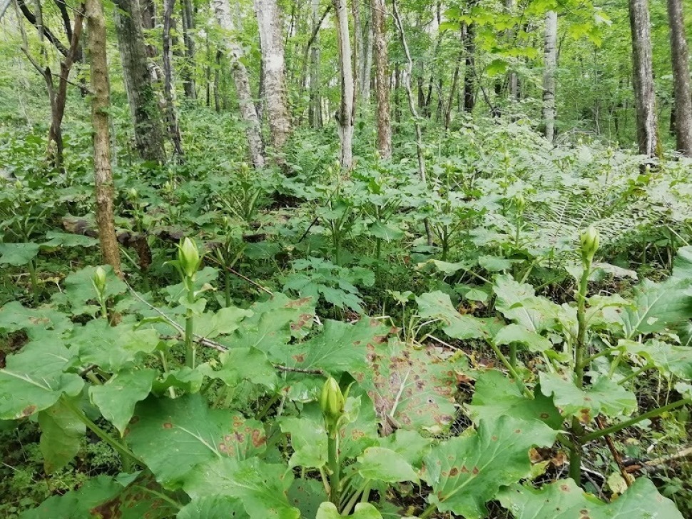 c0212083_20352844.jpg