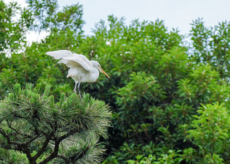 明治神宮御苑、花菖蒲_e0156083_21021158.jpg