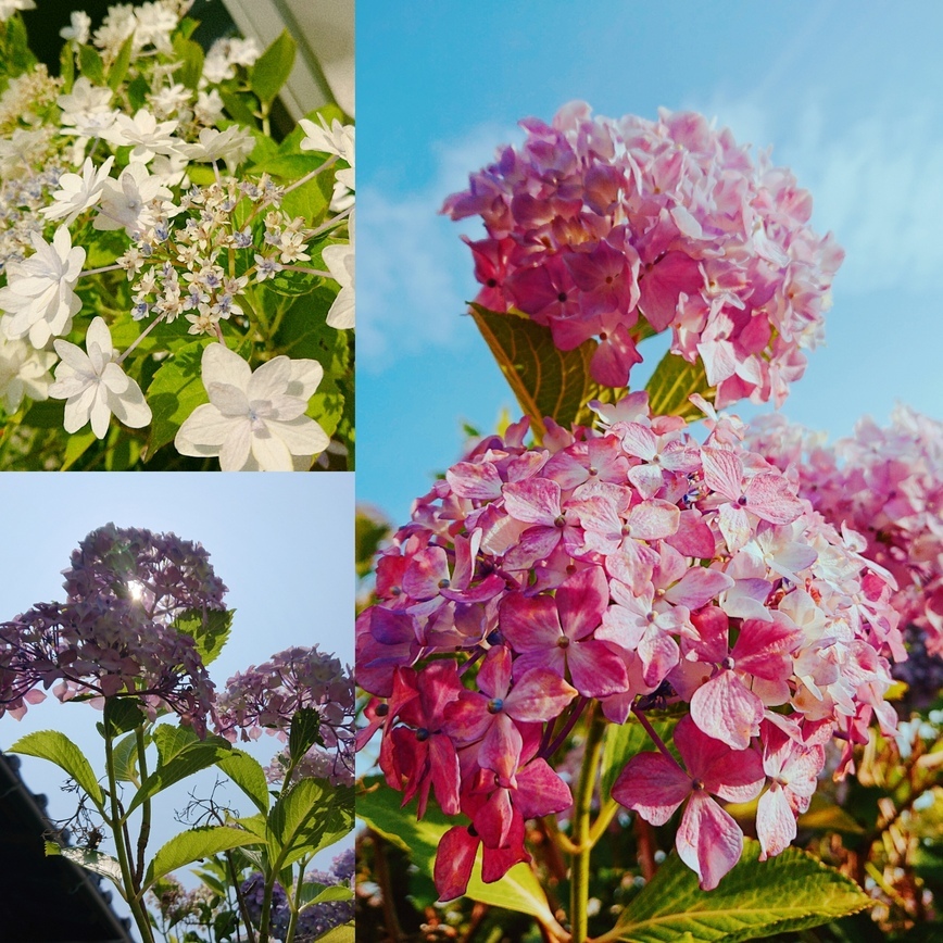 紫陽花_a0171984_18320577.jpg