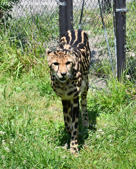 ２０１９年５月　白浜パンダ見隊　その８_a0052986_714276.jpg