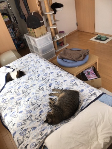 c0340786_17035211.jpeg