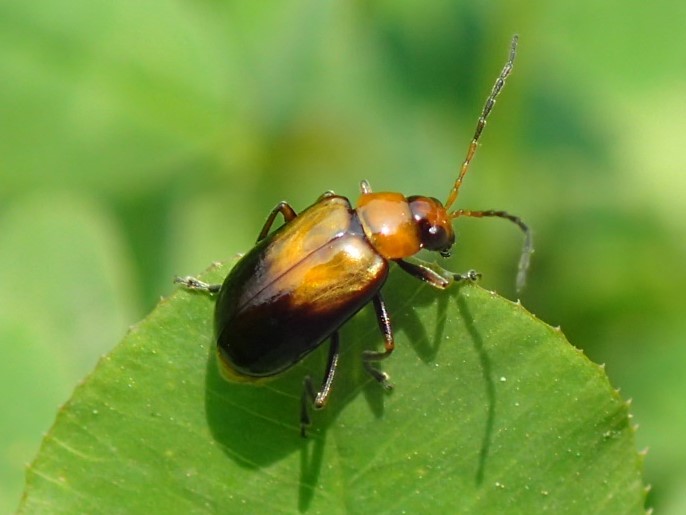 ウリハムシモドキ Atrachya Menetriesi 写ればおっけー コンデジで虫写真