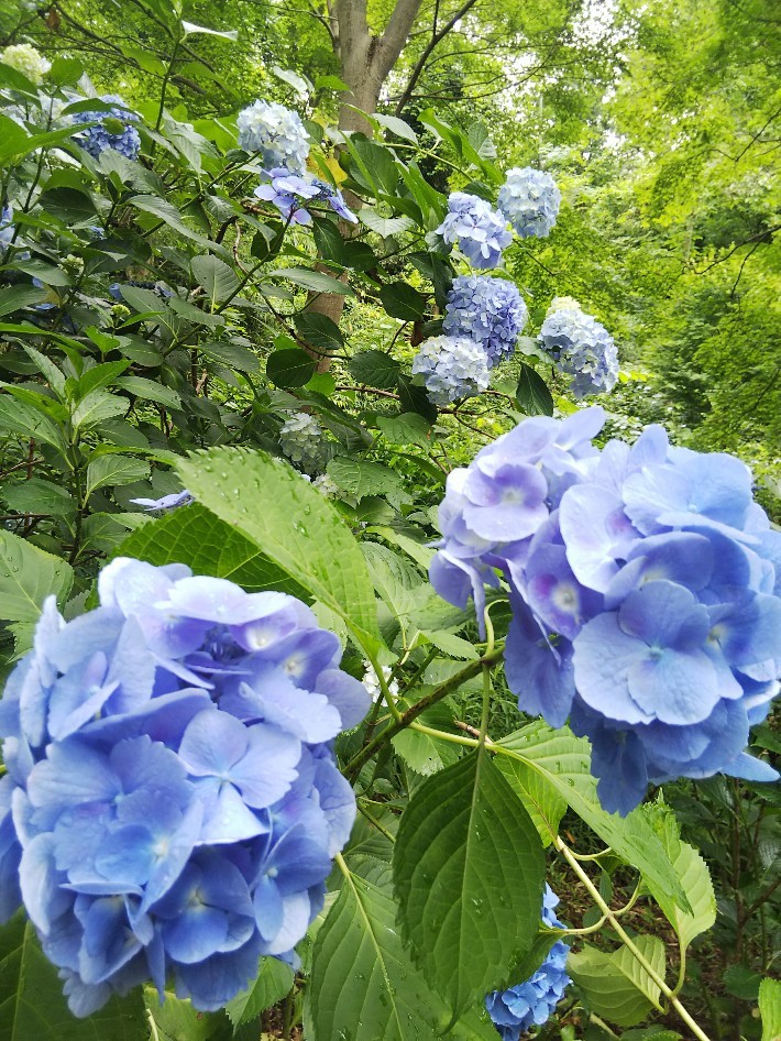 高幡不動尊の紫陽花が見頃です！_d0043390_20245133.jpg