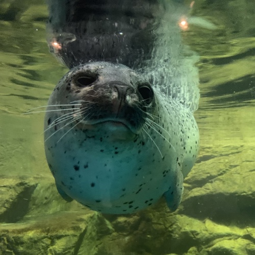 海獣館に競歩で向かう ゴマフアザラシに萌える_a0134394_08553123.jpeg