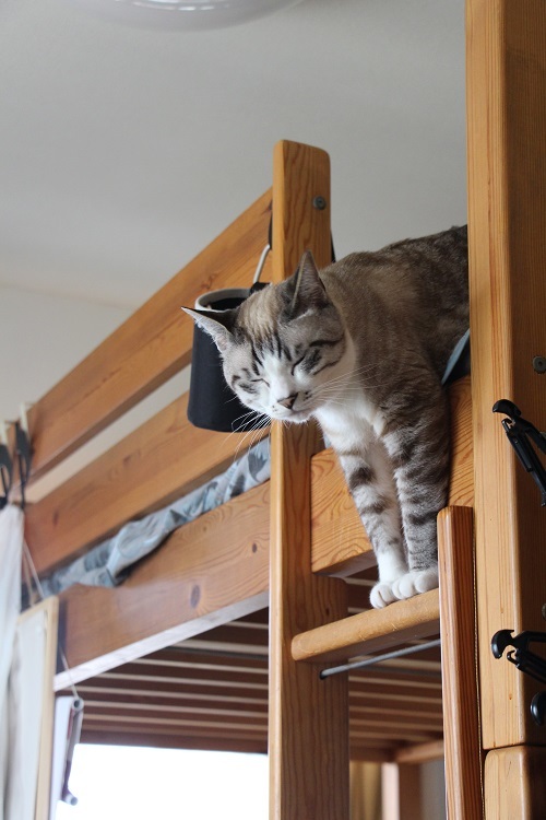 猫でも怖いものがある_a0333195_17344601.jpg