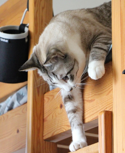 猫でも怖いものがある_a0333195_17350870.jpg
