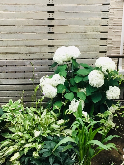梅雨時期のお気に入り_b0213795_15220223.jpeg