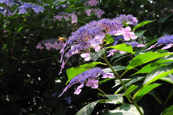 a0206496_10401028.jpg