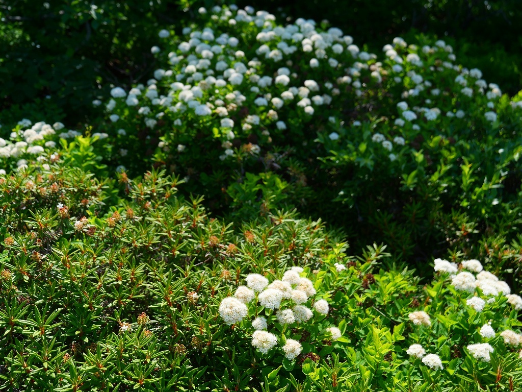 樽前山のお花畑、2019.6.20_f0138096_14530465.jpg