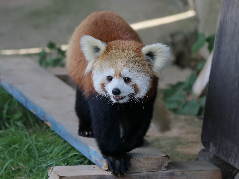 孫蘭花とおばあちゃんシーリュウ_a0306502_22585726.jpg