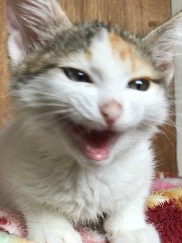 負傷収容だった子猫のふきちゃん_f0242002_12541648.jpg