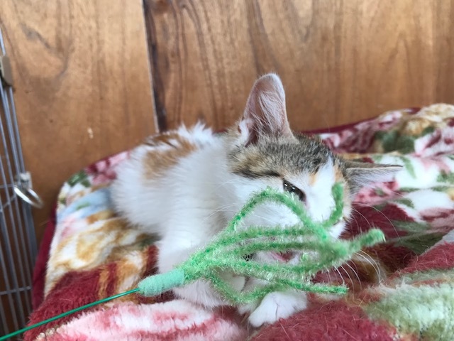 負傷収容だった子猫のふきちゃん_f0242002_12542024.jpg