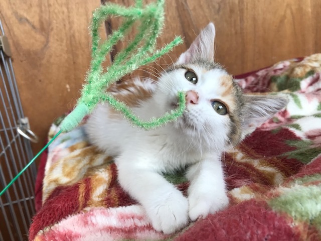 負傷収容だった子猫のふきちゃん_f0242002_12542402.jpg