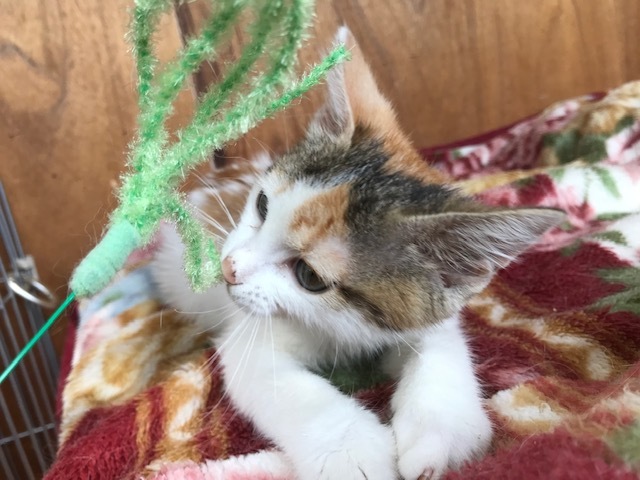 負傷収容だった子猫のふきちゃん_f0242002_12542929.jpg