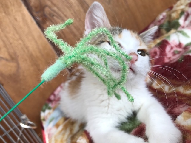 負傷収容だった子猫のふきちゃん_f0242002_12543350.jpg