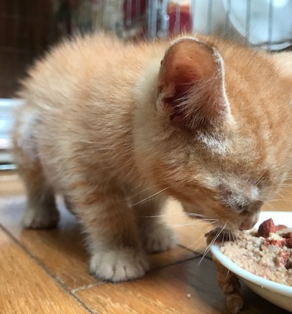 負傷収容だった子猫のこごみくん_f0242002_16084374.jpg