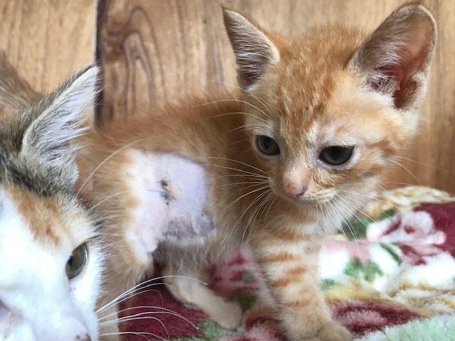 負傷収容だった子猫のこごみくん_f0242002_16091425.jpg