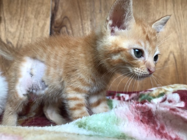負傷収容だった子猫のこごみくん_f0242002_16092128.jpg
