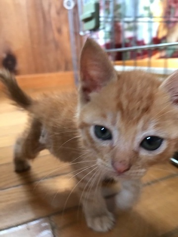 負傷収容だった子猫のこごみくん_f0242002_16103842.jpg
