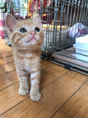 負傷収容だった子猫のこごみくん_f0242002_16104496.jpg