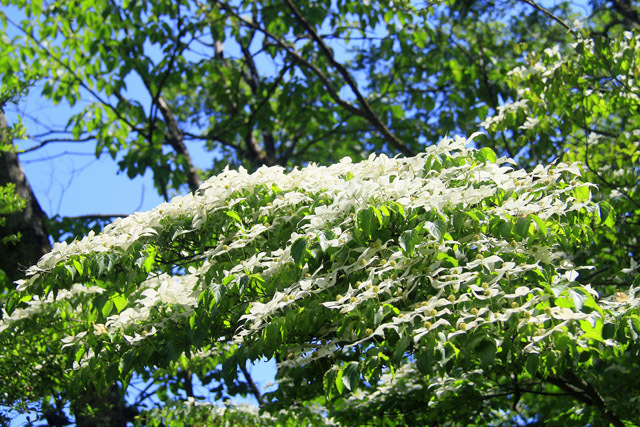 b0014607_17131290.jpg