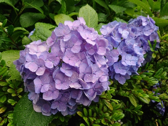 6/23夜勤明け　雨の紫陽花_b0042308_16435921.jpg