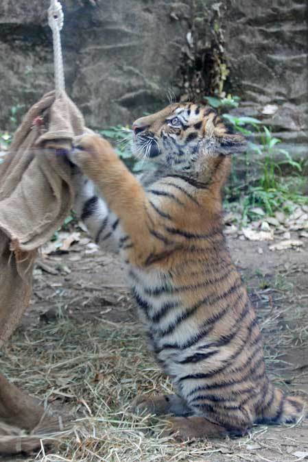 アムールトラっ仔「ショウヘイ」放飼場デビュー！！（多摩動物公園）その2_b0355317_22125304.jpg