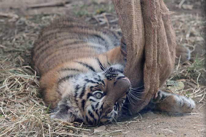 アムールトラっ仔「ショウヘイ」放飼場デビュー！！（多摩動物公園）その2_b0355317_22184128.jpg