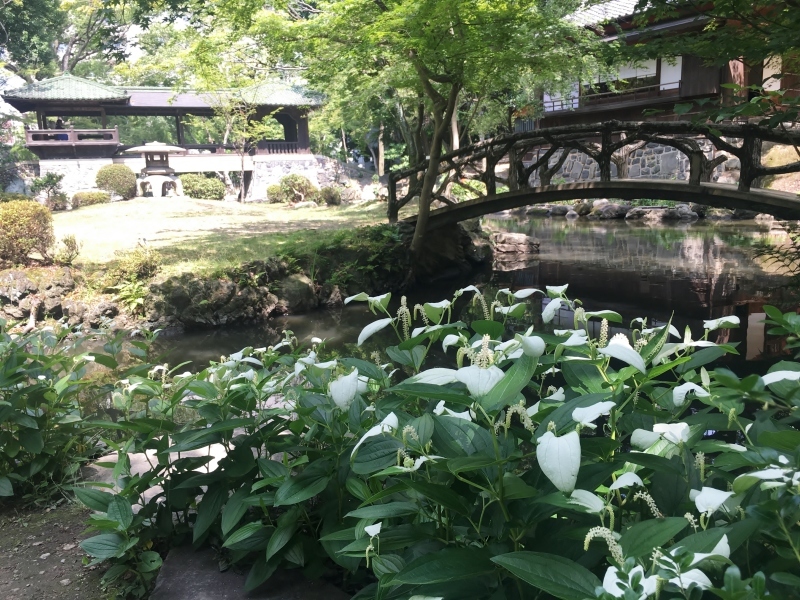 お花と青モミジに囲まれて_b0220318_13344860.jpg
