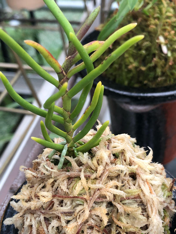 豆ん棒 : □ サムライ オーキッド □ 富貴蘭 セレクトショップ