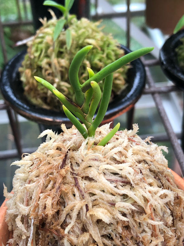 豆ん棒 : □ サムライ オーキッド □ 富貴蘭 セレクトショップ MAIL