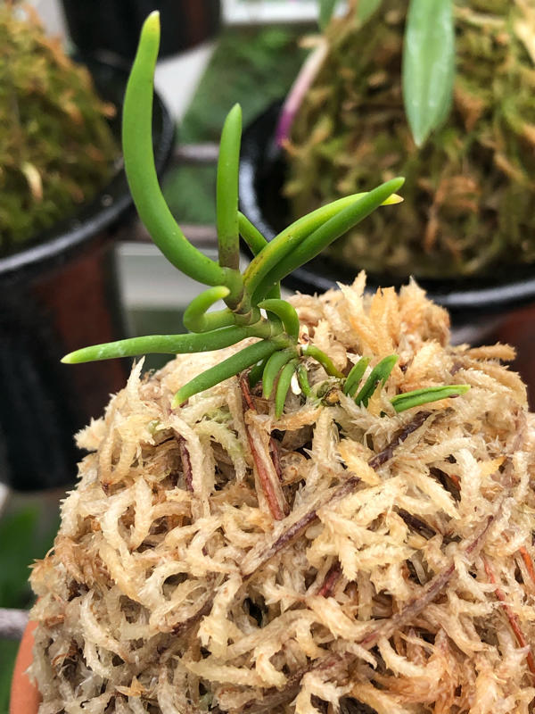 豆ん棒 : □ サムライ オーキッド □ 富貴蘭 セレクトショップ