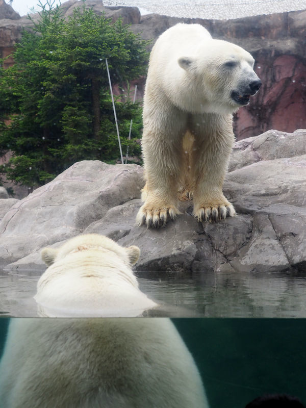 カイとポーラ 動物園放浪記