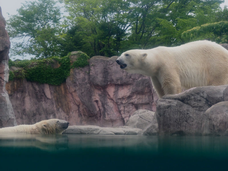 カイとポーラ 動物園放浪記